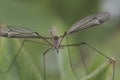 Cranefly close up Royalty Free Stock Photo