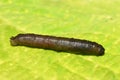 Cranefly larvae on green background