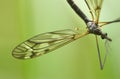 Cranefly (male) Royalty Free Stock Photo