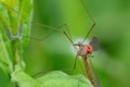 The cranefly Royalty Free Stock Photo