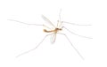 Cranefly species Tipula Sayi daddy longlegs in high definition with extreme focus and DOF depth of field isolated on white