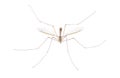 Cranefly species Tipula Sayi daddy longlegs in high definition with extreme focus and DOF depth of field isolated on white