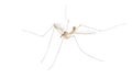 Cranefly species Tipula Sayi daddy longlegs in high definition with extreme focus and DOF depth of field isolated on white