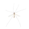 Cranefly species Tipula Sayi daddy longlegs in high definition with extreme focus and DOF depth of field isolated on white