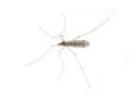 Cranefly Tipula daddy longleg Royalty Free Stock Photo