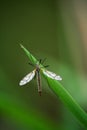 Cranefly Tipula oleracea Royalty Free Stock Photo