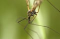 Cranefly Torso Royalty Free Stock Photo