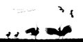 Northern lapwings family in field. Vector silhouette