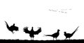 Common pheasants in field. Vector silhouette Royalty Free Stock Photo