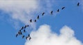 Cranes in the blue sky.