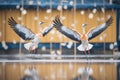 cranes in a choreographed wing-flapping performance Royalty Free Stock Photo