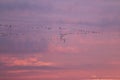 V-formation of flying cranes at sunset, Vorpommersche Boddenlandschaft, Germany Royalty Free Stock Photo