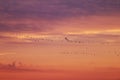 Flying cranes at sunset, Vorpommersche Boddenlandschaft, Germany