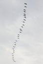 Flight of cranes near the cliffs along the Hohe Ufer, Germany