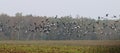 Flying cranes over field near Hermannshof in Germany