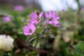 Cranes are the common name of the flowers in gardening that make up the genus Geranium in the Turnagasigiller family.