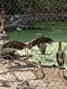 Cranes Craning at the Zoo Royalty Free Stock Photo