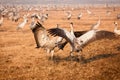 Cranes dancing