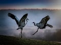 Cranes are dancing Royalty Free Stock Photo
