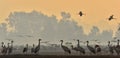 Cranes in a field foraging. Common Crane, Grus grus. Royalty Free Stock Photo