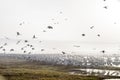 A huge flock of cranes on the field in the early morning Royalty Free Stock Photo