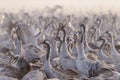 A huge flock of cranes on the field in the early morning Royalty Free Stock Photo