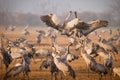 Cranes fighting Royalty Free Stock Photo