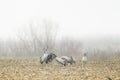 Cranes fighting on a foggy day, Extremadura