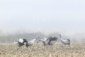 Cranes fighting on a foggy day, Extremadura Royalty Free Stock Photo