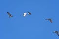 Cranes Fighting while in Formation Royalty Free Stock Photo