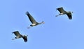 Cranes in flight. Blue sky background. Common Crane, Grus grus or Grus Communis. Royalty Free Stock Photo