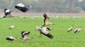 Cranes in flight. The common crane Grus grus