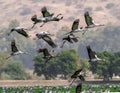 Cranes in flight. Common Crane, Scientific name: Grus grus, Grus communis. Royalty Free Stock Photo