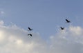 Cranes flying