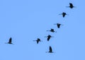 The cranes are flying   on the background  sky Royalty Free Stock Photo