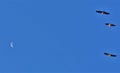 The cranes are flying   on the background blue sky Royalty Free Stock Photo