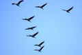 The cranes are flying   on the background  sky Royalty Free Stock Photo