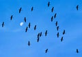 Cranes flying in front of half moon, migration birds, flying cranes