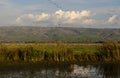 Cranes flying at nature