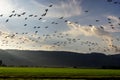 Cranes flying at nature