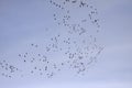 Cranes (Grus grus), bird migration in November, Germany