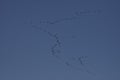 Cranes (Grus grus), bird migration in November, Germany