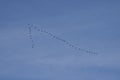 Cranes (Grus grus), bird migration in November, Germany