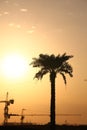 Cranes Guarded By Palm Tree On An Evening Sun