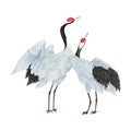 Cranes Hand drawn sketch and watercolor illustrations. Watercolor painting Crane. Crane Illustration isolated on white background.