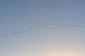 Cranes Heading for a Roosting Ground at Sunset Royalty Free Stock Photo