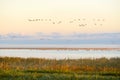 Cranes leave their roost Royalty Free Stock Photo