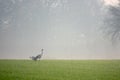 2 Cranes looking for food in a field early in the morning Royalty Free Stock Photo