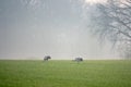 2 Cranes looking for food in a field early in the morning Royalty Free Stock Photo