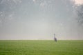 One Crane is looking for food in a field early in the morning Royalty Free Stock Photo